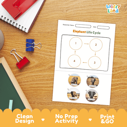 Elephant Lifecycle Poster and Cut and Paste Activity Worksheets | Animal Science Printables