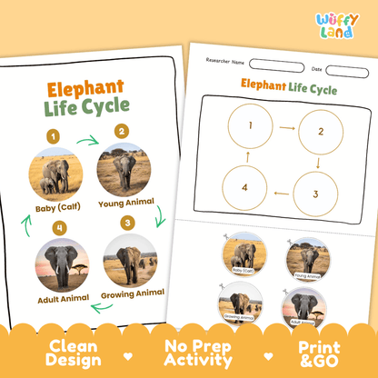 Elephant Lifecycle Poster and Cut and Paste Activity Worksheets | Animal Science Printables