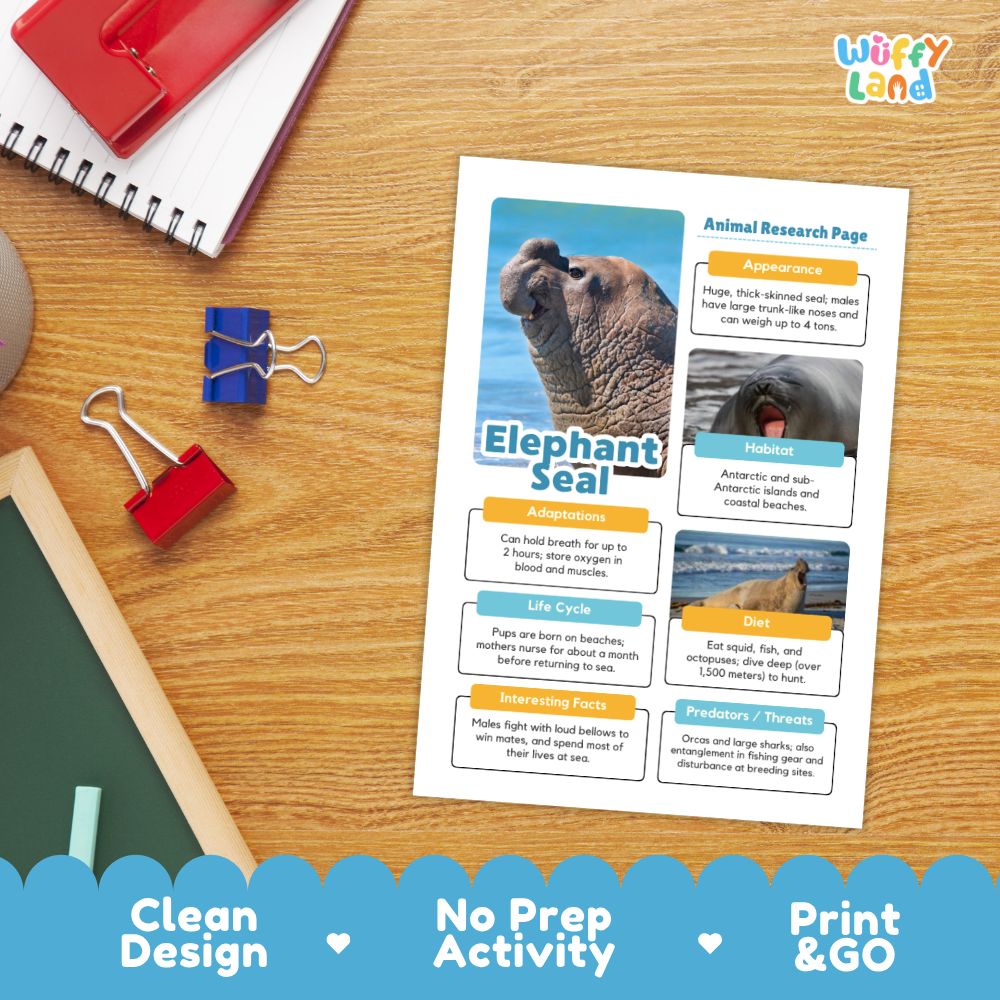 An educational animal research page about an elephant seal is displayed on a wooden desk with school supplies. The page features a large photo of an elephant seal, colorful labeled sections, and text about adaptations, habitat, life cycle, and predators.