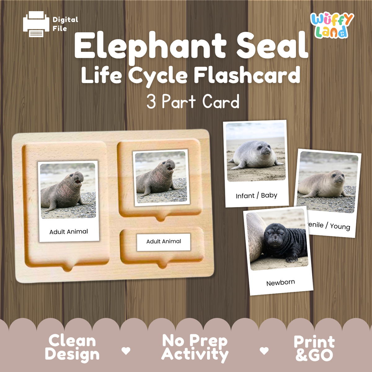 Elephant Seal Life Cycle Flashcard set by Wiffy Land, featuring a wooden 3-part card tray and sample animal cards showing adult, infant, and newborn seals on a wood-grain background.