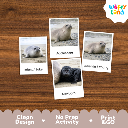 Four animal identification cards showing seal images labeled Infant/Baby, Adolescent, Juvenile/Young, and Newborn, arranged on a wood surface. A 'Wuffy Land' logo appears in the top right, and marketing text along the bottom reads 'Clean Design', 'No Prep Activity', and 'Print & GO'.