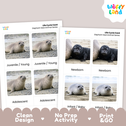 Two printed educational cards titled 'Life Cycle Card' for elephant seal animal series, shown on a beige background with a Wuffi Land logo and feature callouts at the bottom.
