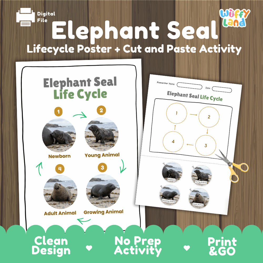 Elephant Seal Life Cycle Poster and Cut and Paste Activity Worksheets