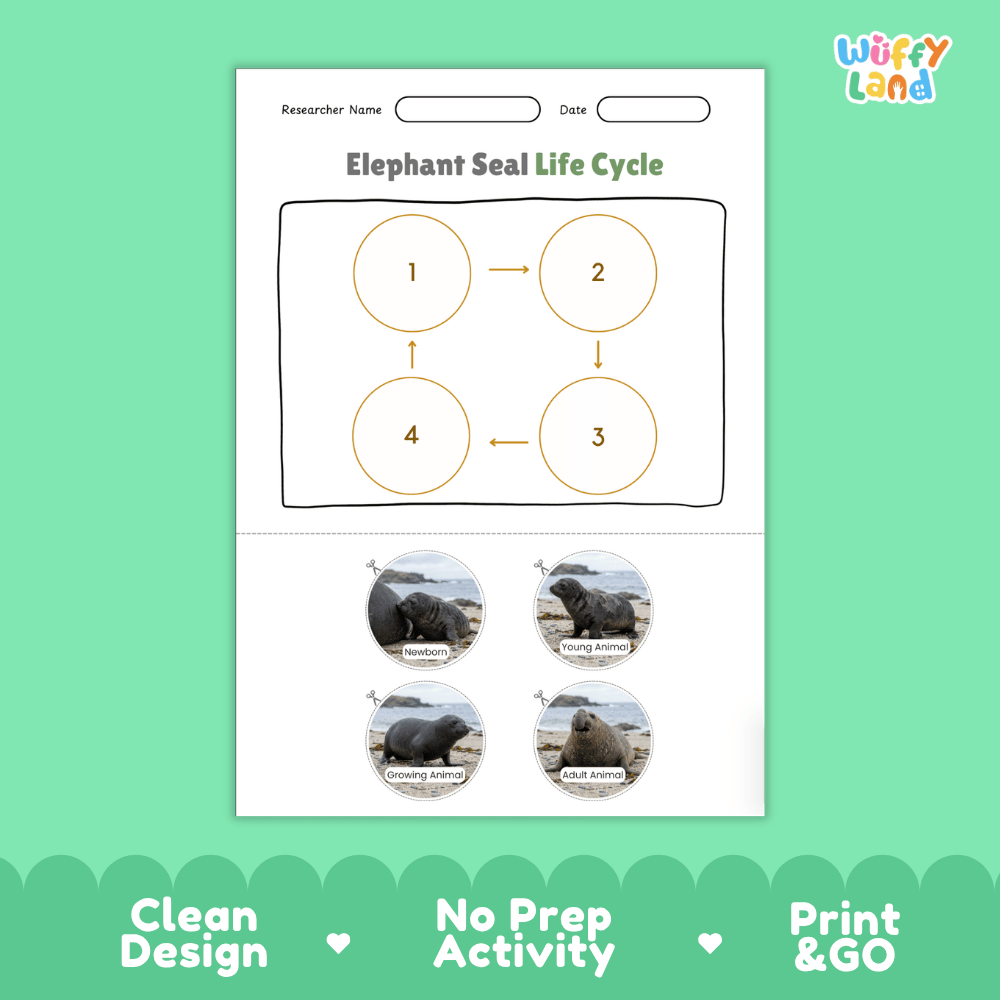 Elephant Seal Life Cycle Poster and Cut and Paste Activity Worksheets