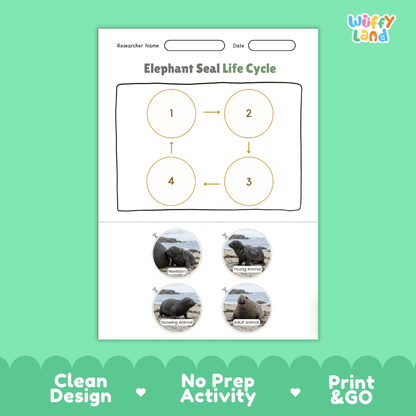 Elephant Seal Life Cycle Poster and Cut and Paste Activity Worksheets