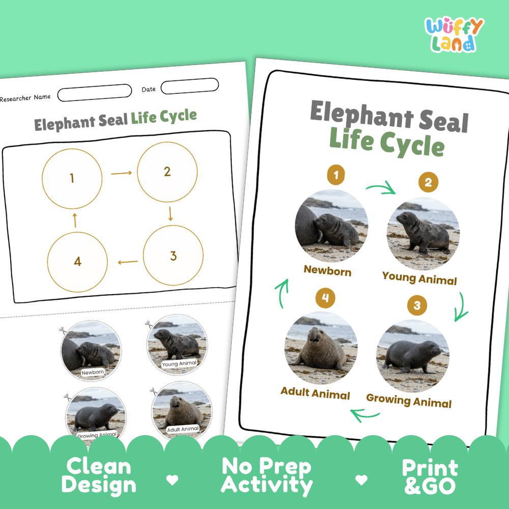 Elephant Seal Life Cycle Poster and Cut and Paste Activity Worksheets