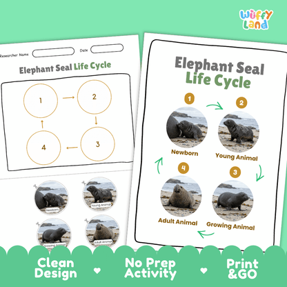 Elephant Seal Life Cycle Poster and Cut and Paste Activity Worksheets