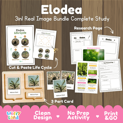 Elodea plant 3in1 real image bundle complete study printable featuring life cycle cut and paste worksheets, Montessori 3-part cards, and research pages