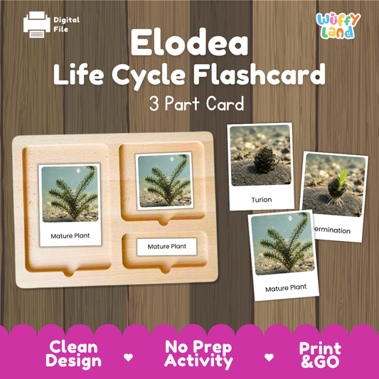 Montessori three part cards featuring real photographic images of elodea submerged growth stages and mature waterweed plants displayed on a wooden tray
