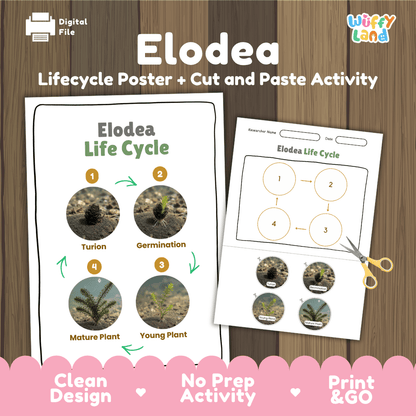 Elodea Life Cycle Poster and Cut and Paste Activity Worksheets