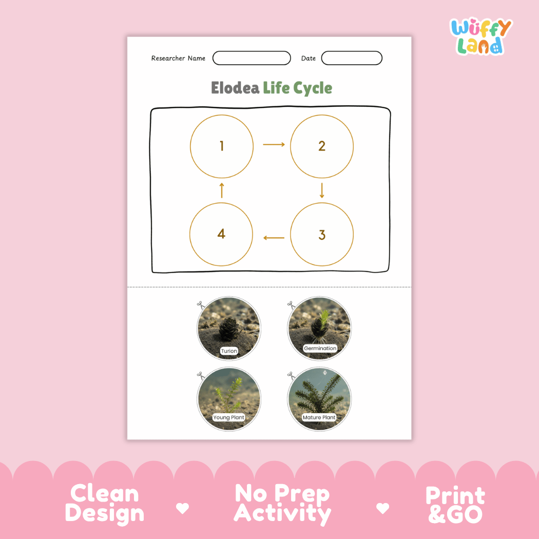 Elodea Life Cycle Poster and Cut and Paste Activity Worksheets