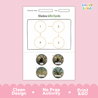 Elodea Life Cycle Poster and Cut and Paste Activity Worksheets