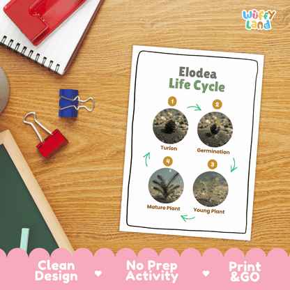 Elodea Life Cycle Poster and Cut and Paste Activity Worksheets