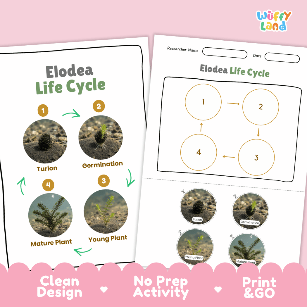 Elodea Life Cycle Poster and Cut and Paste Activity Worksheets