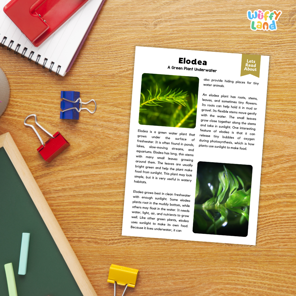 Elodea Plant Reading Passages Worksheets and Comprehension Activity