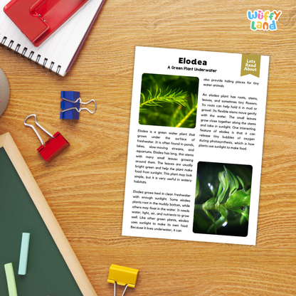Elodea Plant Reading Passages Worksheets and Comprehension Activity