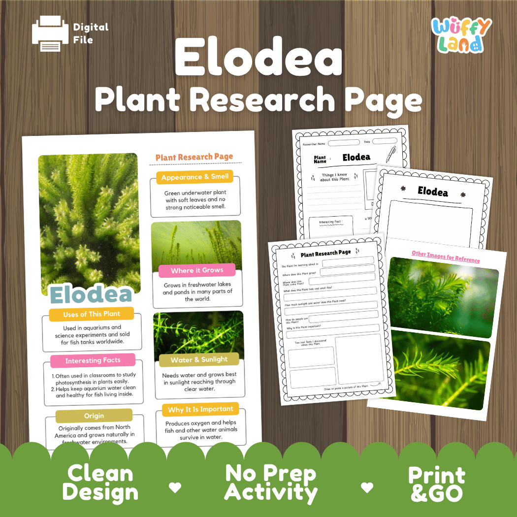 Elodea Plant Research Page digital download activity sheet set on a wood background, featuring a main poster page and two worksheet pages with green and white layouts, labeled with 'Elodea' and 'Plant Research Page'.