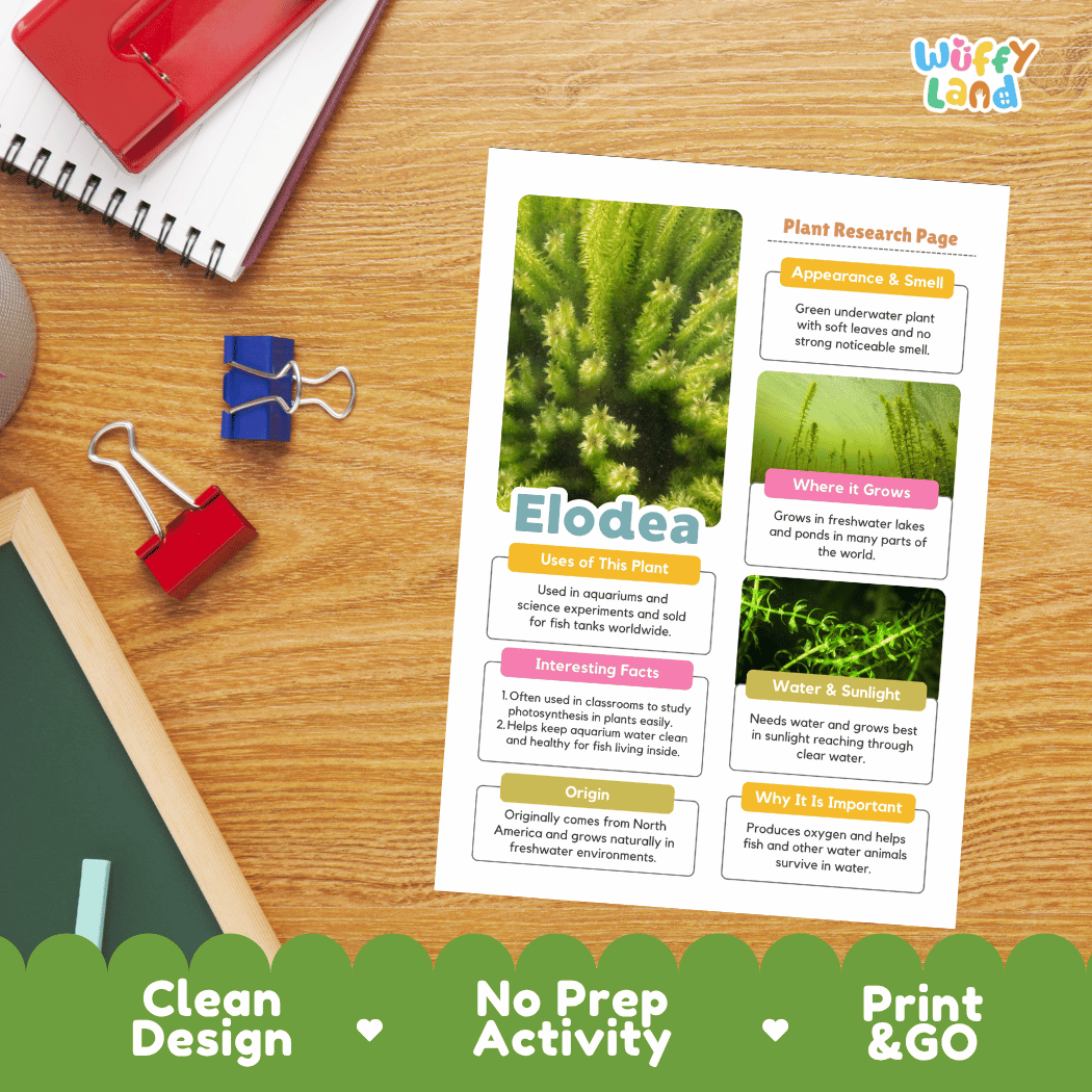 A printed plant research activity sheet about Elodea lies on a wooden desk, surrounded by school supplies including a red notebook, blue and red binder clips, and a white pencil case. The sheet has colorful text boxes, plant photos, and headings including 'Plant Research Page,' 'Elodea,' and feature badges at the bottom reading 'Clean Design,' 'No Prep Activity,' and 'Print & GO.