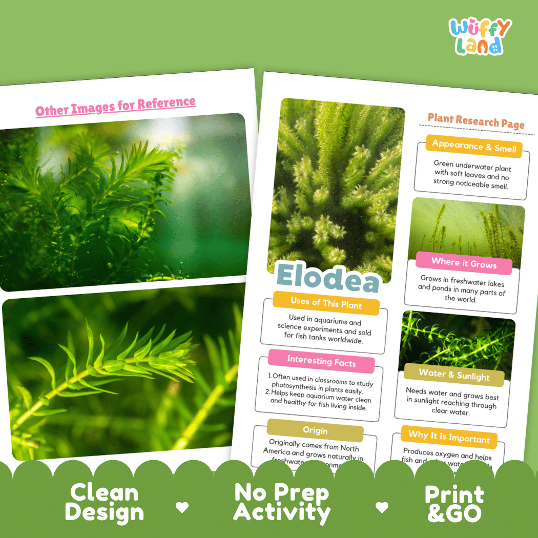 Two printed educational poster sheets about the Elodea plant, shown on a green themed background with marketing text reading 'Clean Design', 'No Prep Activity', and 'Print & GO'. The sheets contain plant photos, labeled sections for appearance, growth, water/sunlight needs, and uses in aquariums, with a visible 'Wiffle Land' logo in the top right.