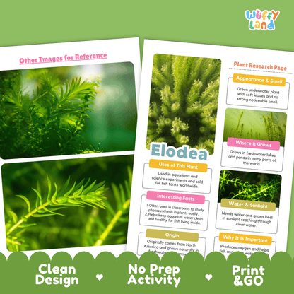 Two printed educational poster sheets about the Elodea plant, shown on a green themed background with marketing text reading 'Clean Design', 'No Prep Activity', and 'Print & GO'. The sheets contain plant photos, labeled sections for appearance, growth, water/sunlight needs, and uses in aquariums, with a visible 'Wiffle Land' logo in the top right.