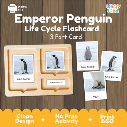 Emperor Penguin Life Cycle Flashcards | Montessori 3 Part Cards Science Activity