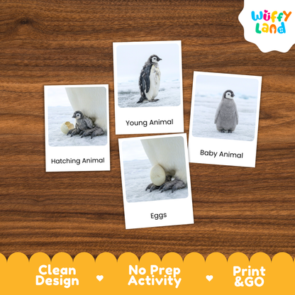 Emperor Penguin Life Cycle Flashcards | Montessori 3 Part Cards Science Activity
