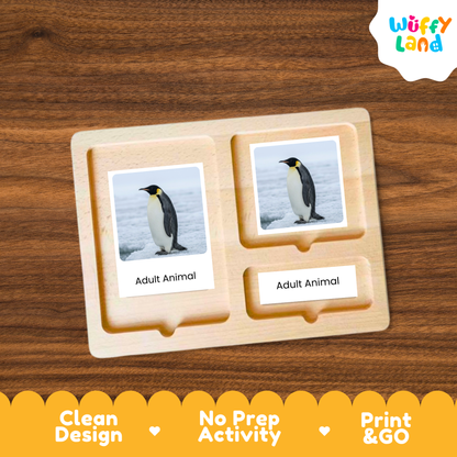 Emperor Penguin Life Cycle Flashcards | Montessori 3 Part Cards Science Activity