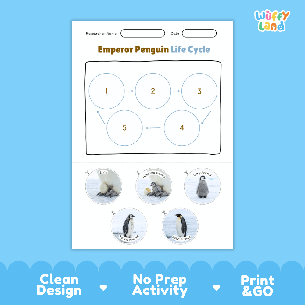 Emperor Penguin Life Cycle Poster and Cut and Paste Worksheet Activity