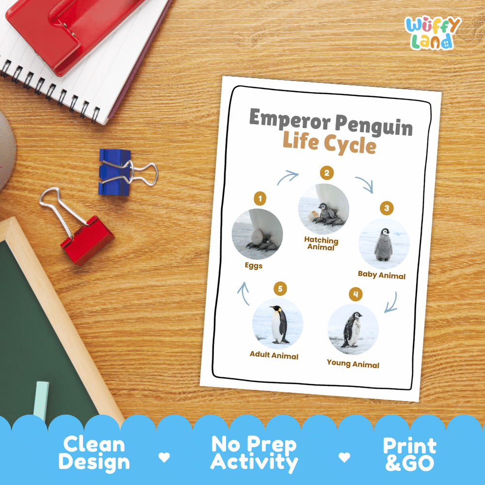 Emperor Penguin Life Cycle Poster and Cut and Paste Worksheet Activity