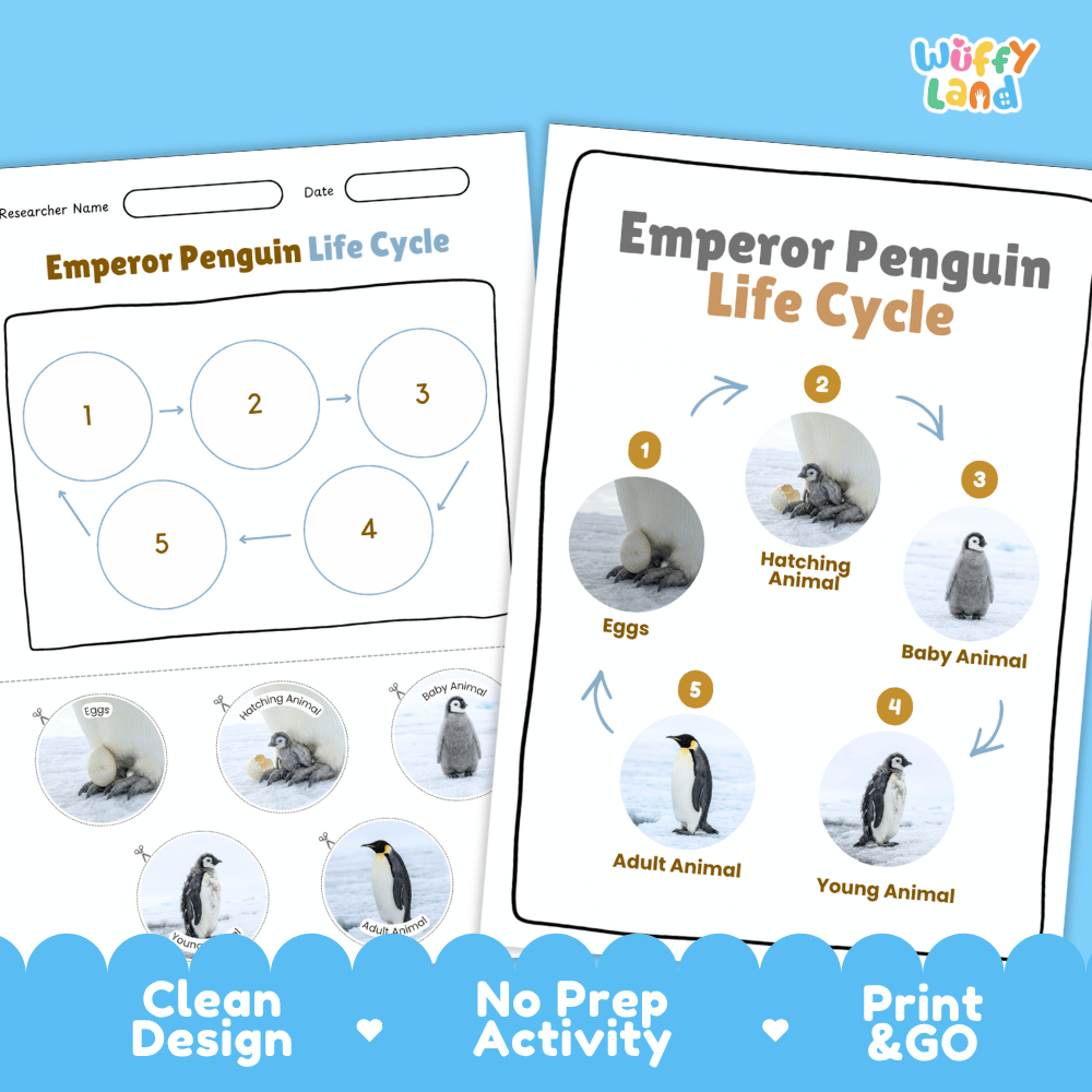 Emperor Penguin Life Cycle Poster and Cut and Paste Worksheet Activity