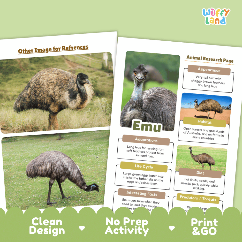Educational activity sheets for emu research, featuring animal reference images and a printed-style research page with text boxes about appearance, adaptations, life cycle, diet, and predators. The sheets are shown on a pale green background with promotional text reading 'Clean Design,' 'No Prep Activity,' and 'Print & GO.