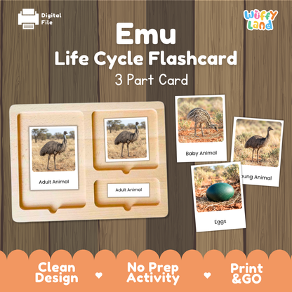 Emu Life Cycle Flashcard 3 Part Card