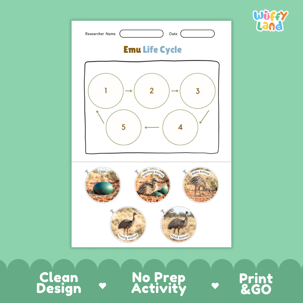 Emu Life Cycle Poster and Cut and Paste Worksheet Activity