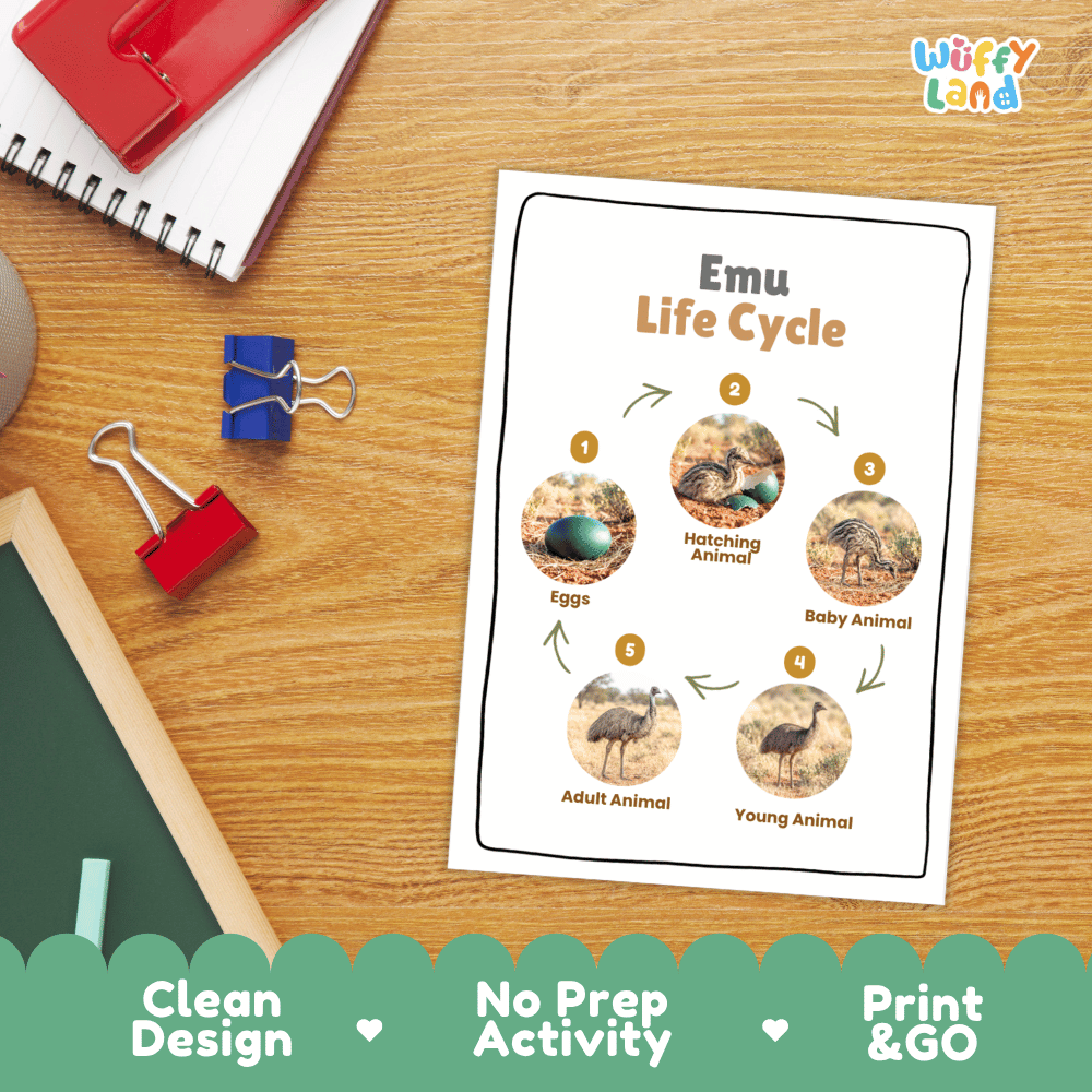 Emu Life Cycle Poster and Cut and Paste Worksheet Activity