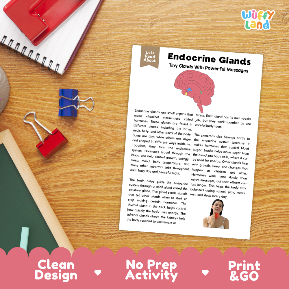 Student reading comprehension worksheet with short-answer questions and lined sections about human endocrine glands