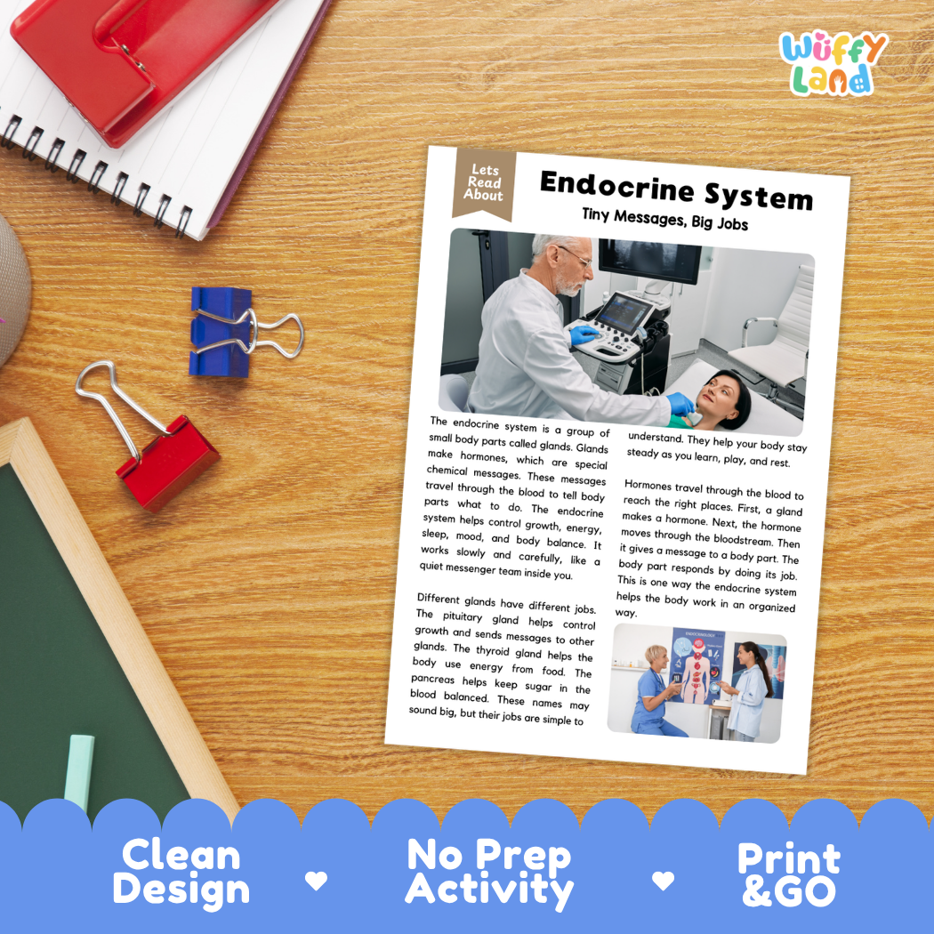 Student reading comprehension worksheet with short-answer questions and lined sections about the human endocrine system