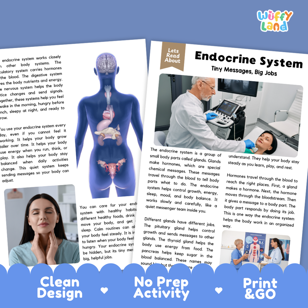 Teacher answer key page showing complete question solutions for Endocrine System human body reading comprehension practice
