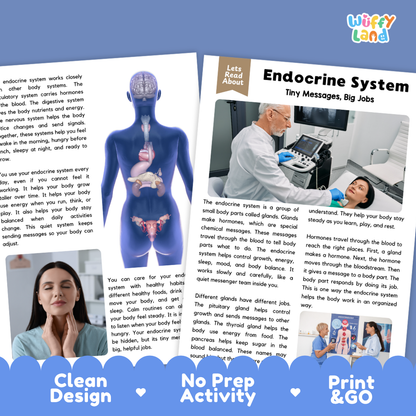 Teacher answer key page showing complete question solutions for Endocrine System human body reading comprehension practice