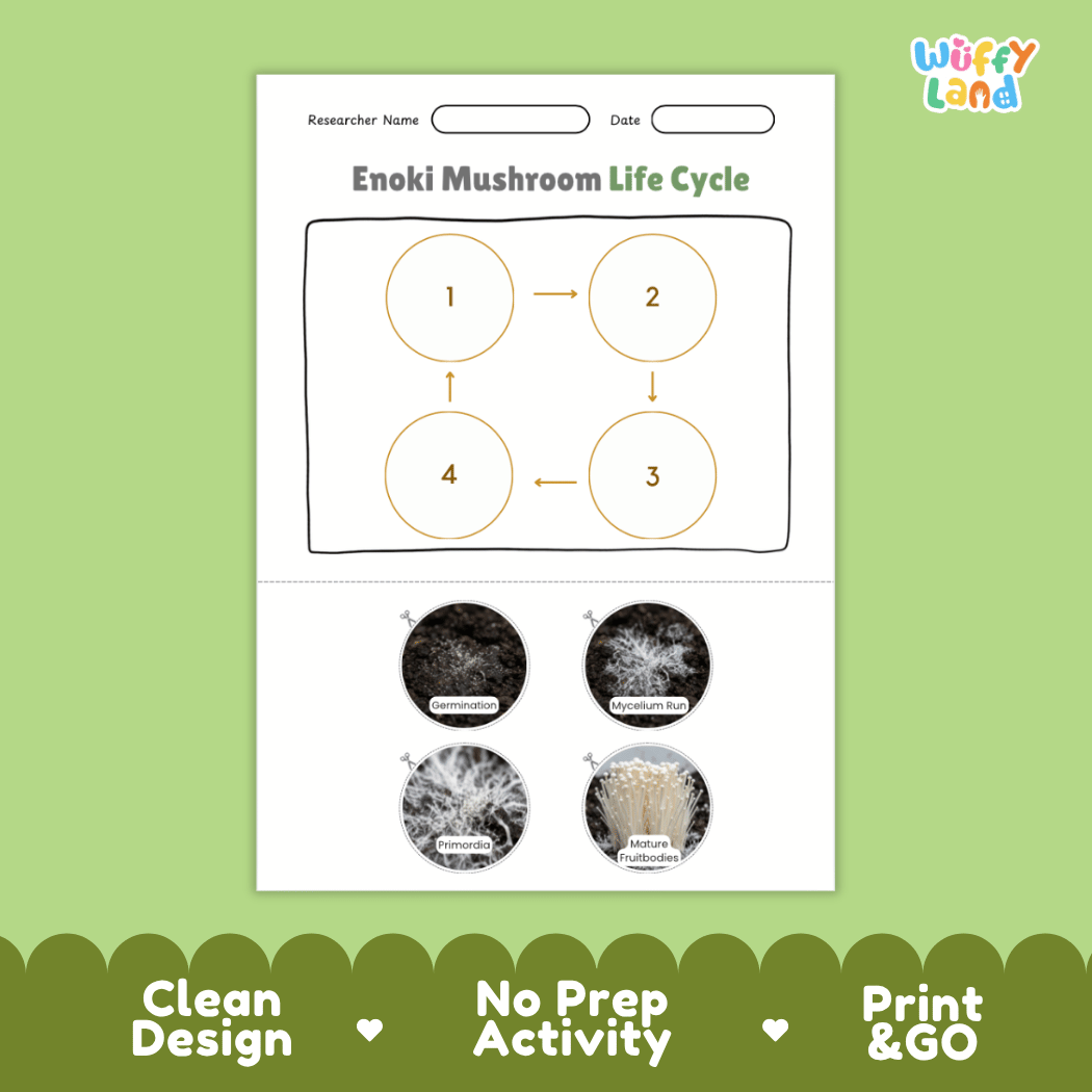 Educational reference poster showing four realistic photo stages of an enoki mushroom life cycle including spores, pinhead, young mushroom, and mature cluster
