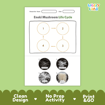 Educational reference poster showing four realistic photo stages of an enoki mushroom life cycle including spores, pinhead, young mushroom, and mature cluster