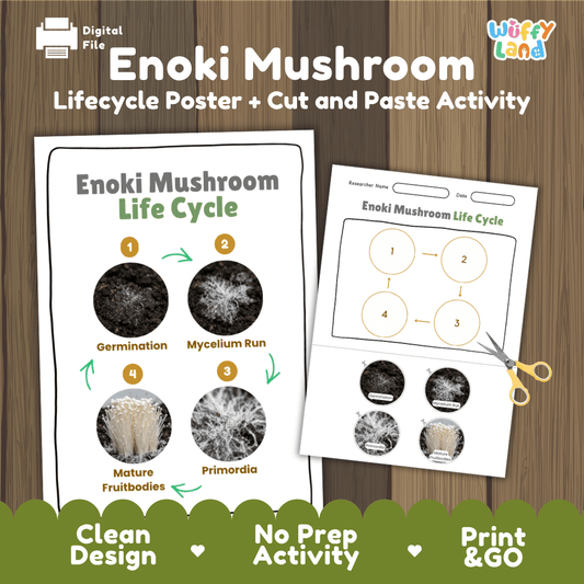 Enoki mushroom fungi life cycle educational printable pack cover showing visual reference poster and cut and paste sequencing worksheet with real photography