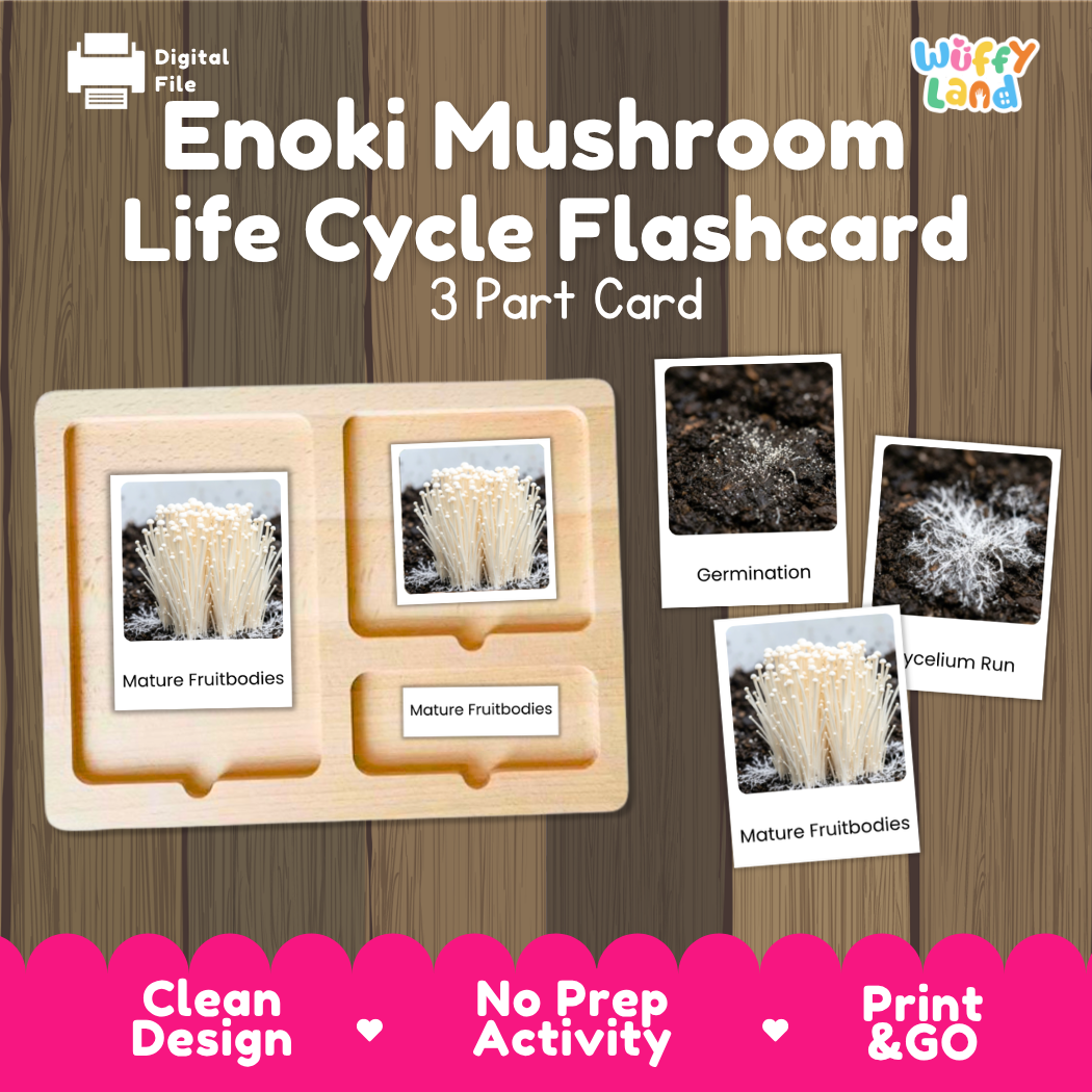 Enoki Mushroom Life Cycle Flashcard set by Wiffy Land, featuring a 3-part wooden activity card and three polaroid-style images showing germination and mature fruitbodies, on a wood-grain background with a pink banner at the bottom.