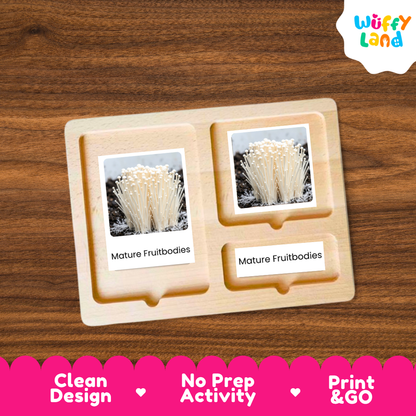 A wooden educational activity tray with three compartments, each holding a small photo card labeled 'Mature Fruitbodies,' displayed on a brown wood-grain surface. The 'Wuffy Land' logo appears in the top right, and a pink banner at the bottom reads 'Clean Design,' 'No Prep Activity,' and 'Print & GO.