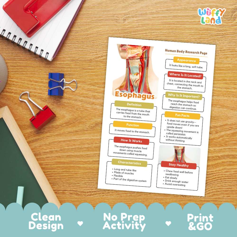 Close-up of informational summary sheet detailing esophagus definitions, fun facts, and healthy habits