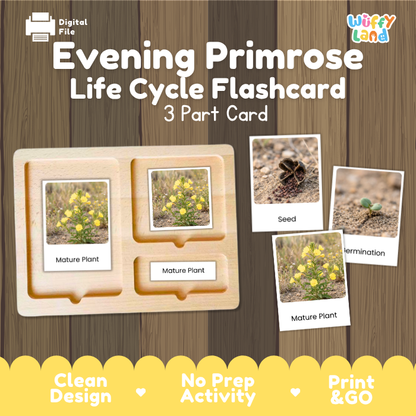 Evening Primrose Life Cycle Flashcard set by Wiffy Land, featuring a wooden 3-part card tray with photos of seed, germination, and mature plant stages, displayed on a wood-grain background with promotional text.