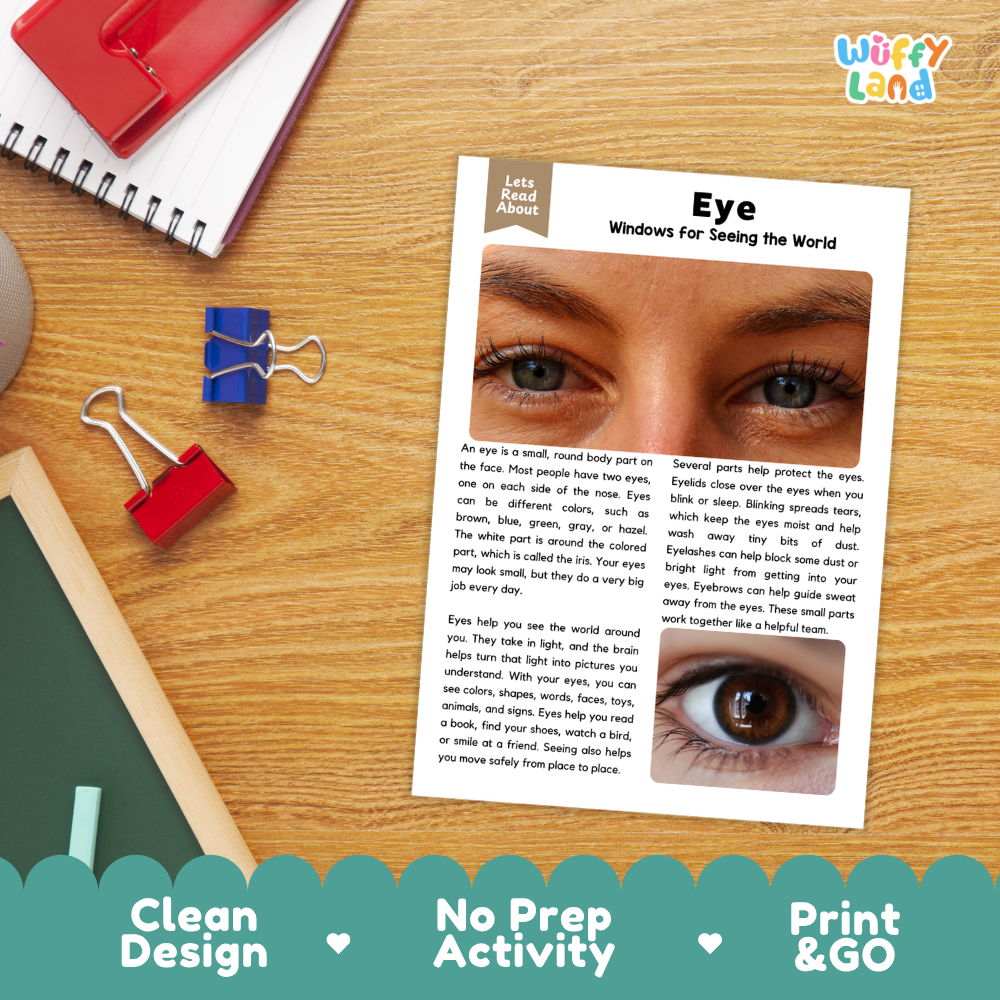 Student reading comprehension worksheet with short-answer questions and lined sections about the human eye