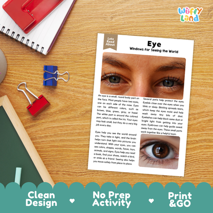 Student reading comprehension worksheet with short-answer questions and lined sections about the human eye