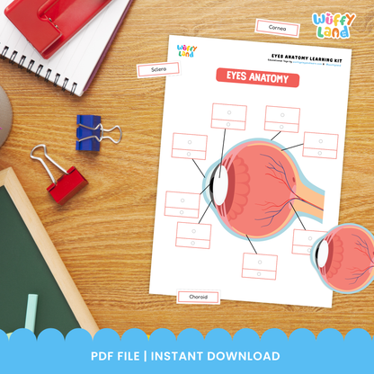 Printable eyes learning kit for kids featuring eye anatomy diagrams, labeling worksheets, good and bad food for eye health activities, healthy eye habits pages, and cut-and-paste exercises, designed for elementary science and health lessons.