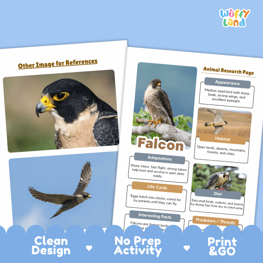 Falcon Animal Research Page Worksheets and Fact Sheet Activity