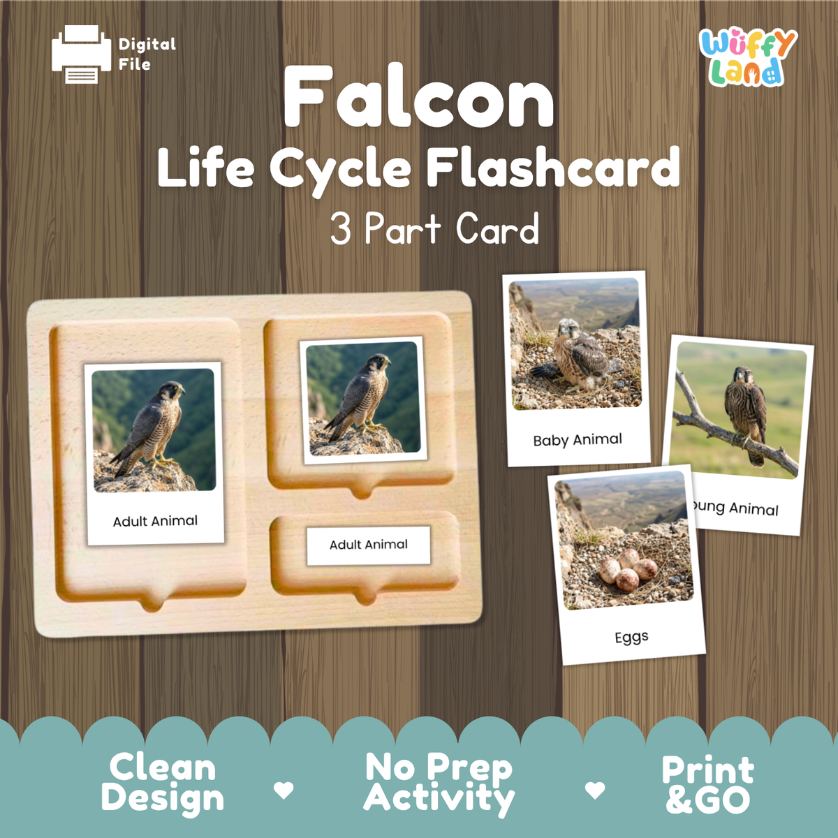 Falcon Life Cycle Flashcard 3 Part Card